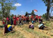 Terobosan Baru, KT Batu Langit Ciptakan Pupuk Organik Sakti