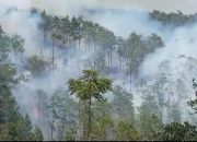 Gunung Merbabu Kebakaran, Api Tersebar di 5 Titik
