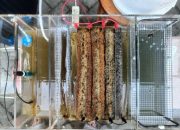 Inovasi Pengolahan Limbah Porang