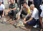 Kapolres Jembrana Bersama Forkopimda Lepasliarkan 19 Ekor Penyu Hijau di Pantai Perancak