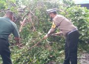 Bentuk Gotong Royong Tangani Pohon Tumbang Jalan Raya Balongbendo Sidoarjo Kembali Lancar