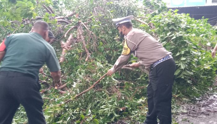 Bentuk Gotong Royong Tangani Pohon Tumbang Jalan Raya Balongbendo Sidoarjo Kembali Lancar
