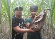 Polres Mojokerto Kota Berhasil Amankan Seorang Remaja Terduga Jambret di Dawarblandong