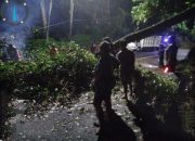 Gercep Polisi Bersama Warga Tangani Pohon Tumbang, Jalur Nasional Lintas Gumitir Kembali Lancar