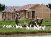 Strategi Cegah Alih Fungsi Pertanian Jadi Pemukiman Warga