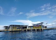 Mei 2024, Hiu Paus di Area TNTC Nabire Capai 203 Ekor