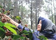 Bupati Ikfina Ingin Ajang Pamer Kopi Rutin Digelar, Untuk Tingkatkan Ekonomi Warga
