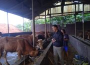 Cerita Curhat Peternak dan Penjual Sapi Jelang Hari Raya Idul Adha