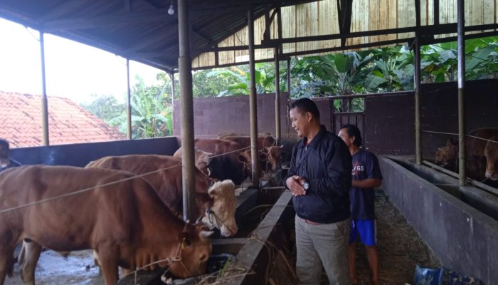 Cerita Curhat Peternak dan Penjual Sapi Jelang Hari Raya Idul Adha
