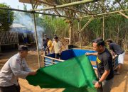 Polres Malang Bongkar Arena Sabung Ayam di Dua Lokasi