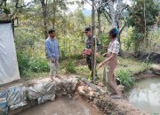 Satgas Yonkav 6/Naga Karimata Laksanakan Peninjauan Kolam Ikan Masyarakat