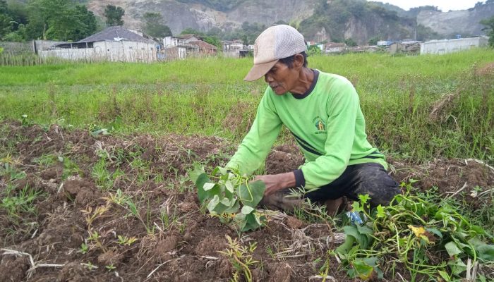 Memasuki Musim Kemarau, Petani Padi di Baleendah Kab. Bandung Beralih Menanam Ubi Jalar