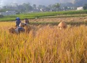 Para Petani Baleendah Kab. Bandung Prihatin, Harga Produksi Tidak Sebanding Dengan Hasil Yang di Dapat