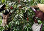 Kisah Legenda Kopi Puntang Yang Mendunia, Istimewa Karena Rasa