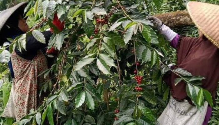 Kisah Legenda Kopi Puntang Yang Mendunia, Istimewa Karena Rasa