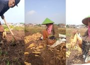 Petani Kampung Babakan Tersenyum Lebar Saat Panen Raya Umbi Jalar