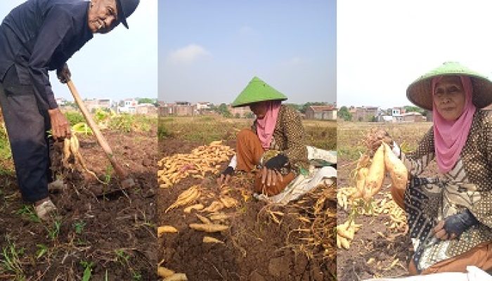 Petani Kampung Babakan Tersenyum Lebar Saat Panen Raya Umbi Jalar