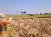 Jeritan Para Petani Kampung Kulalet lahan Sawahnya Terdesak Perumahan