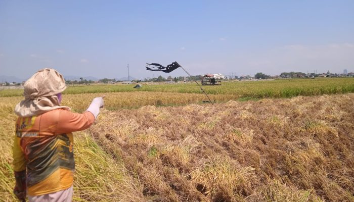 Jeritan Para Petani Kampung Kulalet lahan Sawahnya Terdesak Perumahan