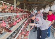 Dukung Program Prabowo Dalam Hal Ketahanan Pangan Kapolsek Gilimanuk Panen Telur Ayam