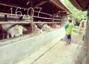 Pengadaan Sapi di Dinas Pertanian Kabupaten Bekasi Diduga Tidak Sesuai Spesifikasi.