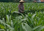 Kolaborasi Polres Pasuruan Kota dan Gapoktan Ubah Lahan Kering 9,7 Hektare Jadi Ladang Jagung yang Subur.