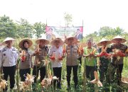 Kapolres Jember Dukung Program Asta Cita Pemerintah dalam Panen Raya Jagung Serentak.