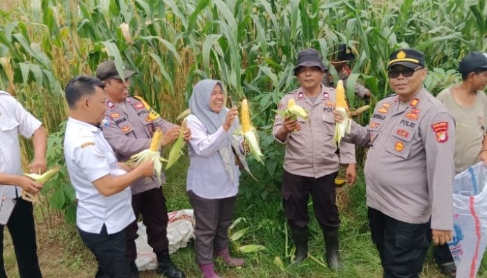 Perdana.!!! Kapolsek Pebayuran Panen Jagung Dalam Mendukung Program Ketahanan Pangan Nasional