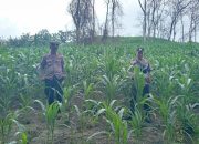 Polres Nganjuk Bersama Warga Tani Kembali Tanam Jagung Wujudkan Ketahanan Pangan Berkelanjutan.