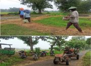 Harga Gabah Diinjak di Bawah Ketentuan, Petani Merintih, Siapa Peduli?.