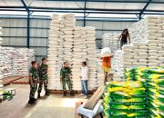 Pastikan Aman Dan Berkualitas, TNI Tinjau Gabah Hasil Sergab Di Gudang Bulog Pacitan.
