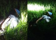 Ditemukan Sosok Pria Meninggal di Area Persawahan Carikan, Bendo Magetan