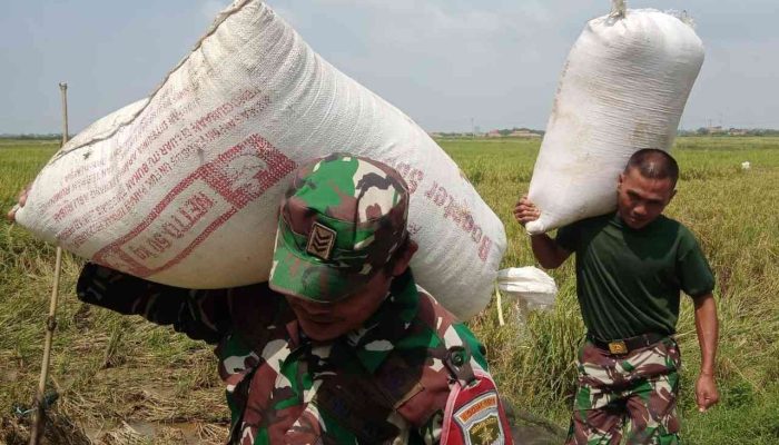 Babinsa Koramil 08/ Lemah Abang Bersama PPL Lakukan Sergap, Dukung Program Swasembada Pangan Nasional