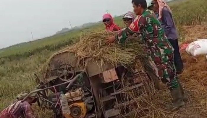 Bersama PPL Cikarang Timur Babinsa Koramil 08/ Lemah Abang Berikan Pendapingan ke Lahan Panen Petani