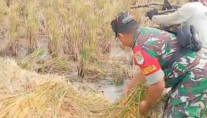Monitoring ‘Sergap” Panen Padi Babinsa Koramil 08/Lemah Abang Terjun Langsung Ke lahan Pesawahan.