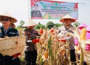Gelorakan Swasembada Pangan Kapolres Jember Ikut Panen Raya dan Tanam Jagung di Lojejer