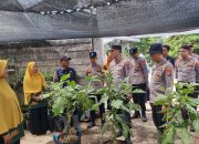 Kapolres Jember Tinjau Pekarangan Pangan Bergizi di Andongsari Ambulu: Dukung Ketahanan Pangan Menuju Indonesia Emas 2045