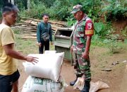 Kawal Serapan Gabah, Babinsa Dukung Dan Tingkatkan Kesejahteraan Petani Wilayah Pacitan