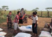 Babinsa Tanjungbaru ‘SERGAP’ di Kp.Baru di Sawah Petani Seluas 4.Ha