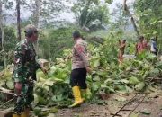 Wujud Kepedulian, Babinsa Koramil 0801/08 Tulakan Bersihkan Pohon Tumbang