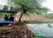 Program Pemberdayaan/Ketahanan Pangan di Desa Labansari Hanya Dinikmati Para Pemangku Desa