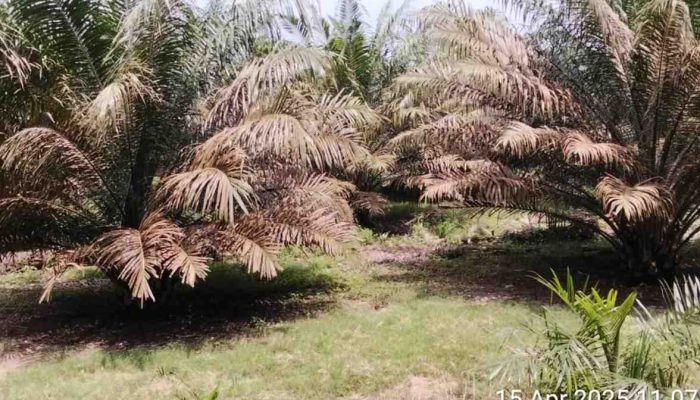 Ketua DPW LSM Elang Emas Sumut, Minta Dirut Palmco PTPN 4: Evaluasi Kinerja Manajer Kebun Marihat