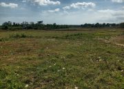 Ratusan Hektar Sawah di Kangean Tidak Digarap, Minim Irigasi Jadi Kendala Utama