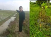 Dampak Proyek Jababeka 9 Dikeluhkan Petani, Sawah Karsan Tertimbun Urugan Tanah Nyaris Tak Bisa Ditanami