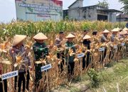 Pemerintah Desa Pucanganom Gelar Panen Raya Jagung, Dihadiri Kapolres Madiun dan Forkopimca Kebonsari