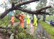 Respon Cepat Polsek Magetan dan BPBD Evakuasi Pohon Tumbang, Jalur Magetan–Bendo Kembali Lancar
