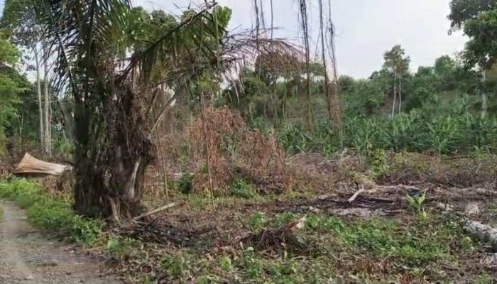 KPH Bali Barat Dinilai Abai, Hutan Blimbingsari Kini Gundul dan Digarap Bebas