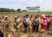 Kapolres Magetan Gelar Panen Raya Jagung Serentak Kuartal I 2026, Dukung Swasembada Pangan Nasional