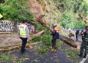 Pohon Tumbang Tutup Jalur Sarangan–Cemorosewu, Polisi Bersama BPBD dan Warga Gerak Cepat Lakukan Evakuasi
