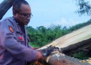 Respon Cepat, Anggota Polsek Cikarang Timur Evakuasi Pohon Tumbang di Jalur Pantura
